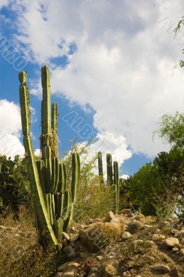 High organ cactus view