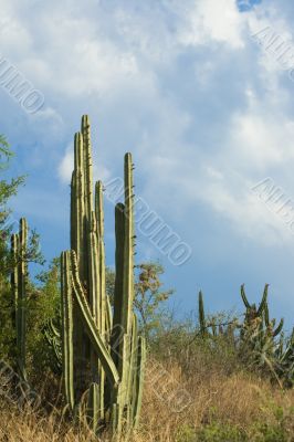 High organ pipe cactus