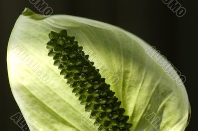 Spathphyillum back light detail