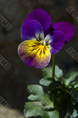 Vivid wild violet pansy flower