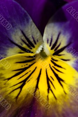 Vivid violet pansy flower close shot
