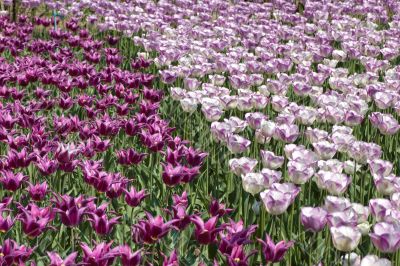 Tulips field