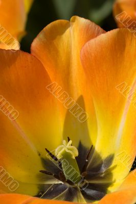 Flaming Tulip detail
