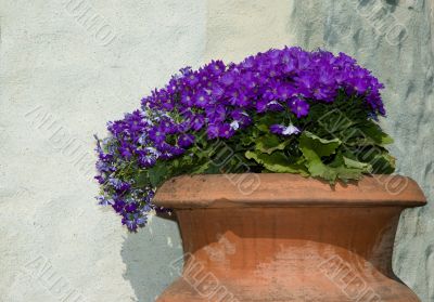 Rural vase and flowers