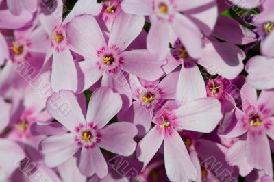 Bunch of pink flowers
