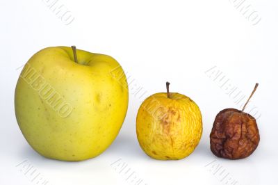 Apple life cycle evolution