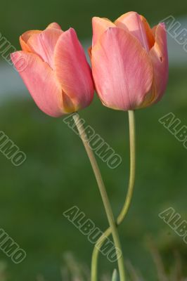 Two red tulips together