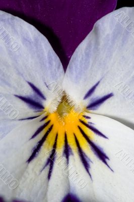 White Violet and yellow pansy