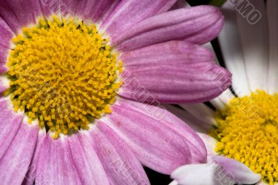 Two purple daisies macro