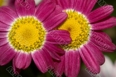 Purple and red daisies