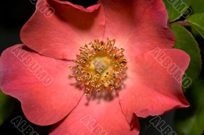 Red Camargue rose detail Red Camargue rose detail