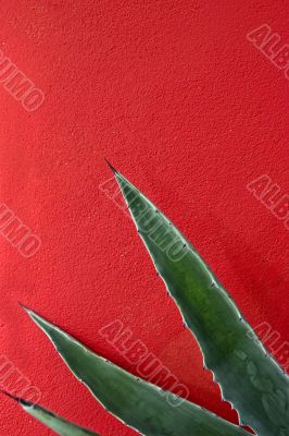 Agave abstract