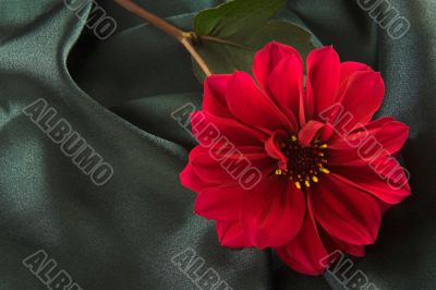 Red flower on satin