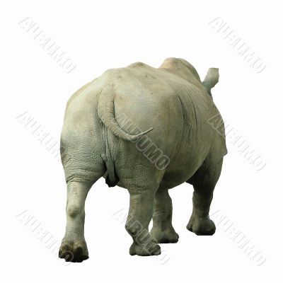 Rhino