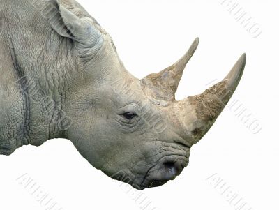 Rhino