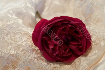 redrose on satin and lace