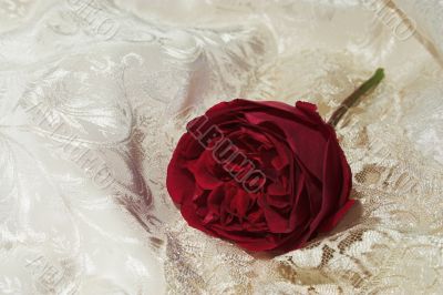 satin lace and red rose 2