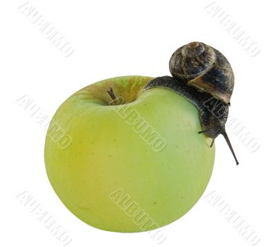 snail and apple snail and apple