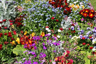 Spring flowers Spring flowers