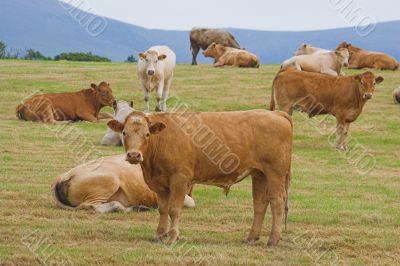 A herd of young bulls