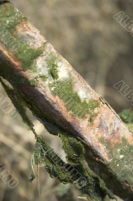 Moss on metal