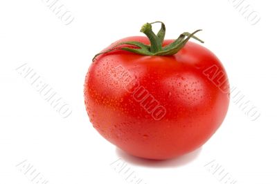 Perfect ripe red tomato with water drops