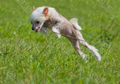 Chinese crested dog puppy playing