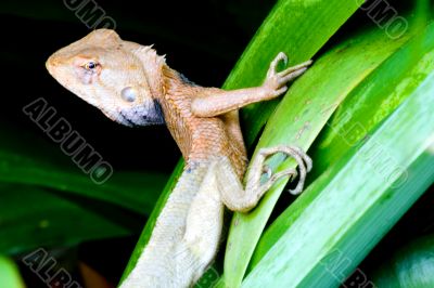 Tropical Rainforest Monitor Lizard