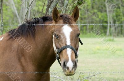 Curious Mare