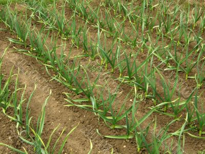Plant of garlic