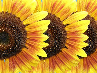 flowers of sunflower