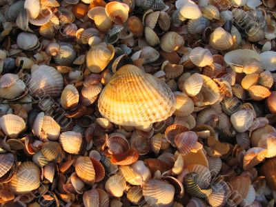 Cockle-shell, Azov sea coast