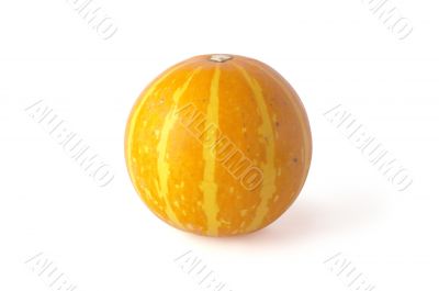 Small yellow pumpkin