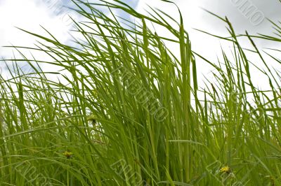 Grass and sky Grass and sky