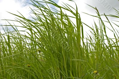 Grass and sky