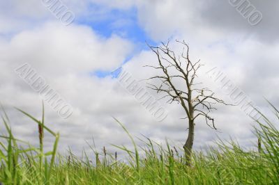 Single dry tree