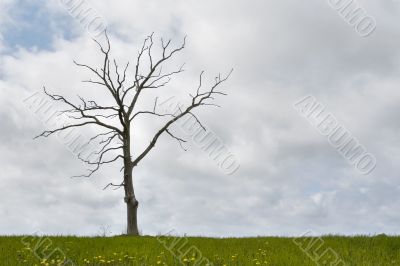 Single dry tree, cloudy sky, grass at bottom
