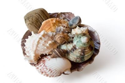 Sea shells