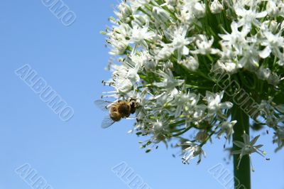 Working bee on onion inflorescence