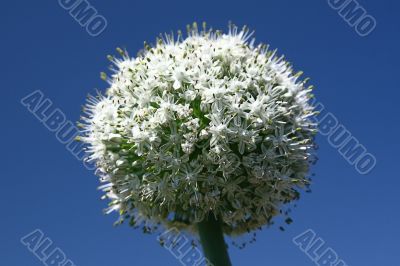 Onion inflorescence