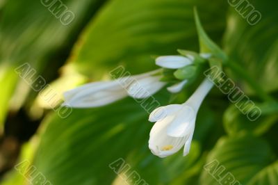 Hosta flowers