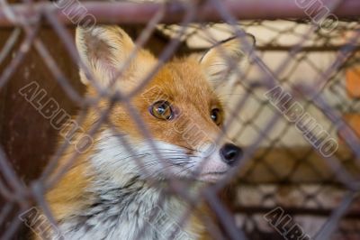 Fox in the cage