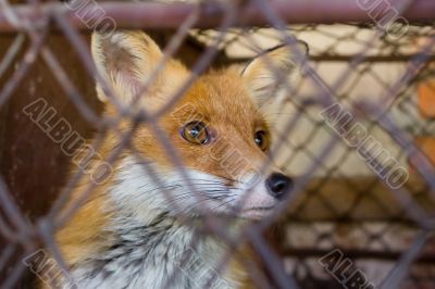 Fox in the cage Fox in the cage