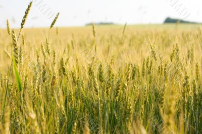 Wheat field Wheat field