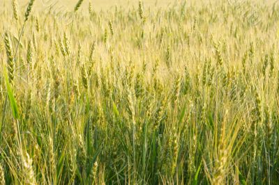 Green wheat field