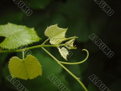 Branch of vine
