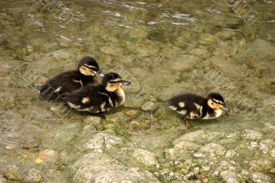 Mallard ducklings