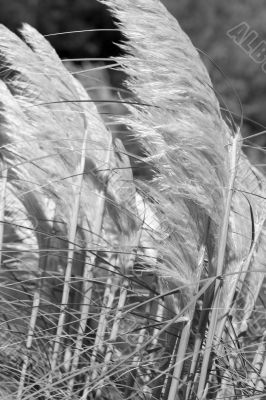 Pampas grass