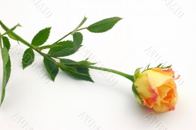 Single Rose bud