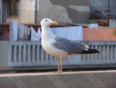 Seagul